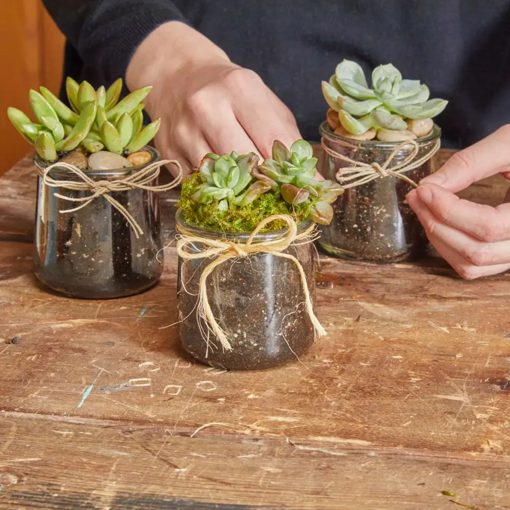 como cultivar suculentas en frascos de vidrio - Cómo hacer más plantas de suculentas