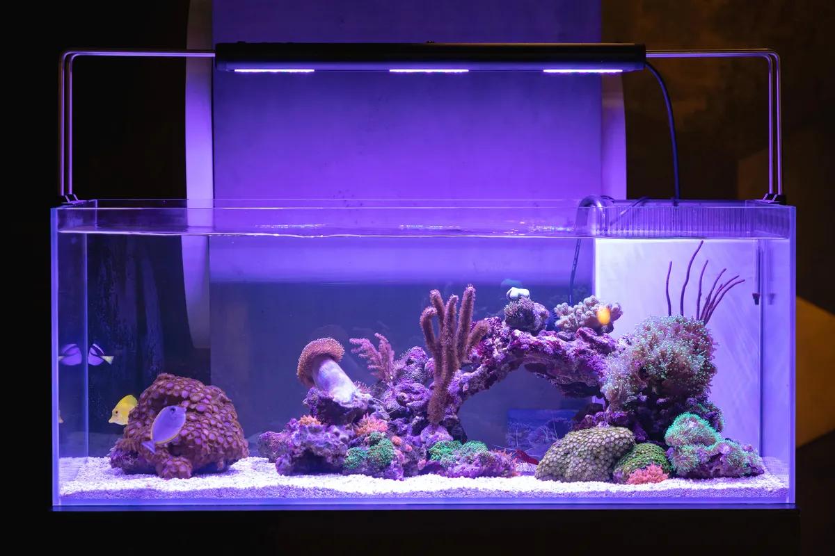 Limpia vidrios magnético para peceras: Cómo mantener tu acuario limpio y saludable - Cómo lavar las peceras de vidrio limpia vidrios magnetico para peceras - Cómo lavar las peceras de vidrio