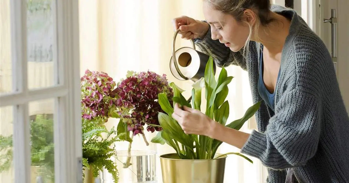Plantas en macetas de vidrio: una opción decorativa y saludable para tu hogar - Cómo mejorar las plantas en maceta plantas en macetas de vidrio - Cómo mejorar las plantas en maceta