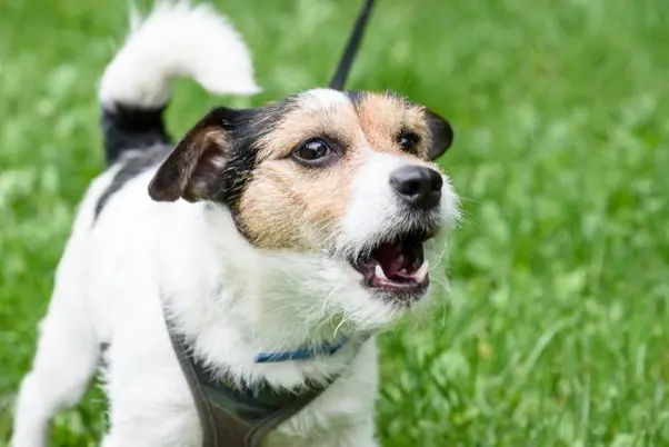 Cómo saber si mi perro comió vidrio: síntomas y qué hacer - Cómo saber si mi perro se comió algo como saber si mi perro comio vidrio síntomas - Cómo saber si mi perro se comió algo