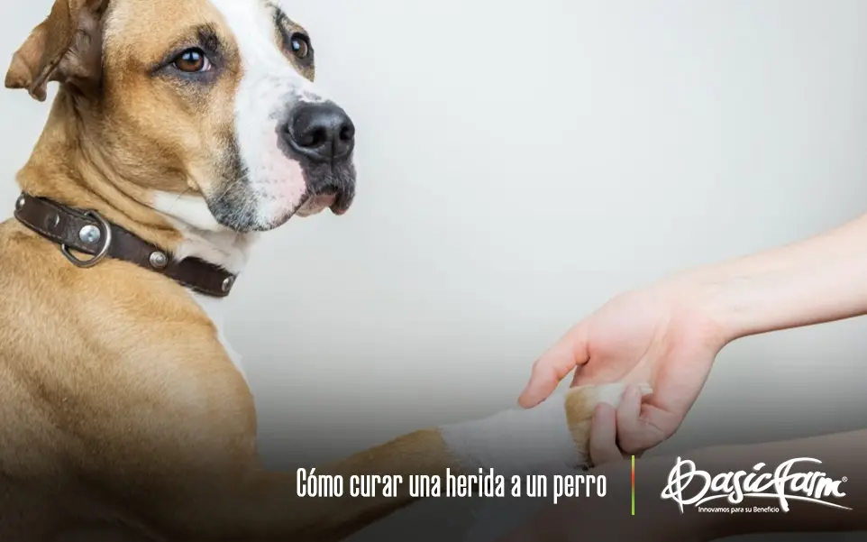 mi perro se corto con un vidrio - Cómo se cura la herida de un perro