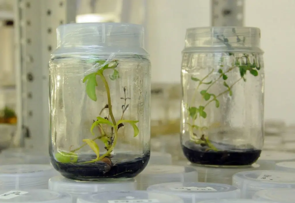Cómo plantar una semilla en un frasco de vidrio - Cómo se hace para germinar una semilla como plantar una semilla en un frasco de vidrio - Cómo se hace para germinar una semilla