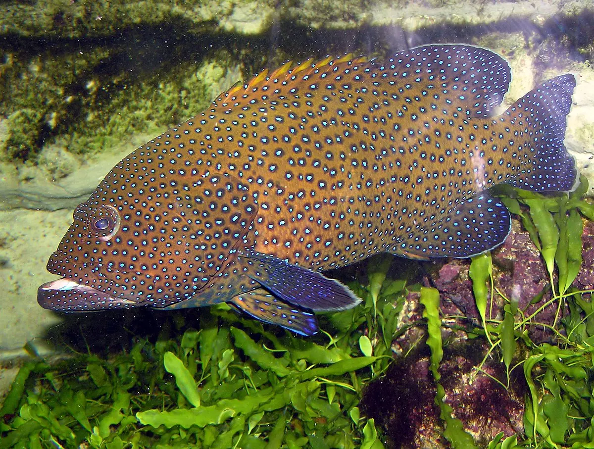 Pez Cabeza de Cristal: El misterioso habitante de las profundidades marinas - Cómo se llama el pez que tiene la cabeza grande pez cabeza de cristal - Cómo se llama el pez que tiene la cabeza grande