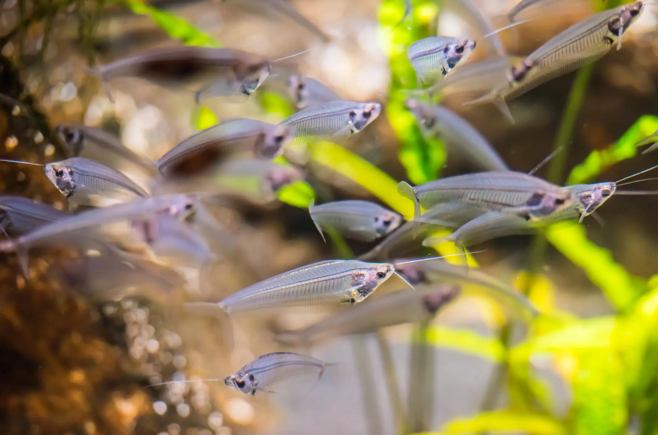 Pez Cabeza de Cristal: El misterioso habitante de las profundidades marinas - Cómo se llaman los peces pequeños transparentes pez cabeza de cristal - Cómo se llaman los peces pequeños transparentes