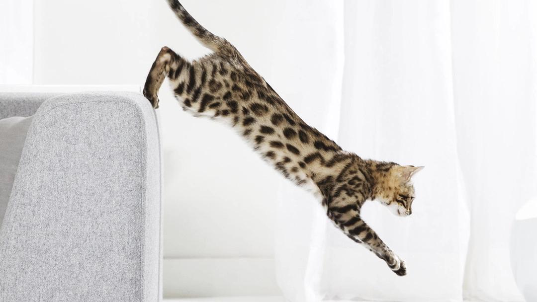 gato sobre mesa de cristal - Cómo se protegen los gatos