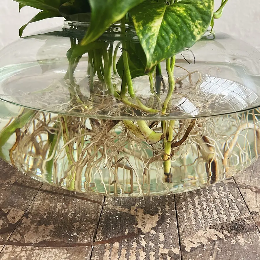Materas de Vidrio: La Elegancia en tu Jardín - Cuál es el mejor material para las macetas materas de vidrio - Cuál es el mejor material para las macetas