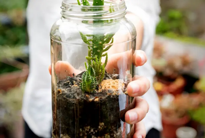 Cómo hacer un terrario en frasco de vidrio - Cuáles son los diferentes tipos de terrarios como hacer un terrario en frasco de vidrio - Cuáles son los diferentes tipos de terrarios