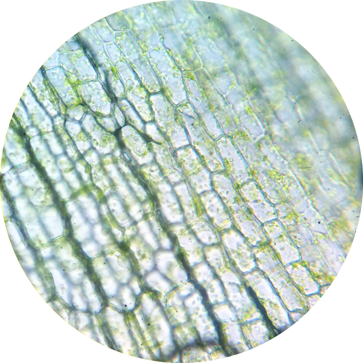 Los cristales en la célula vegetal: estructuras sorprendentes
