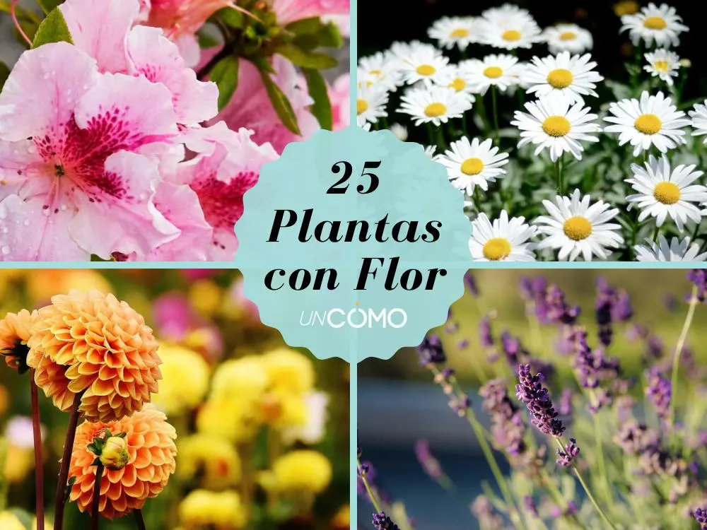 la flor de cristal - Cuáles son los nombres de las flores