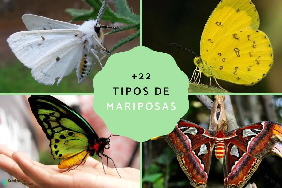 mariposa de cristal dibujo - Cuáles son los tipos de mariposas