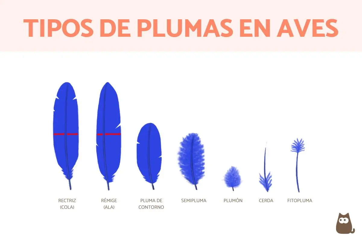 El pájaro de las plumas de cristal: una joya de la naturaleza - Cuáles son los tipos de pluma el pájaro de las plumas de cristal - Cuáles son los tipos de pluma