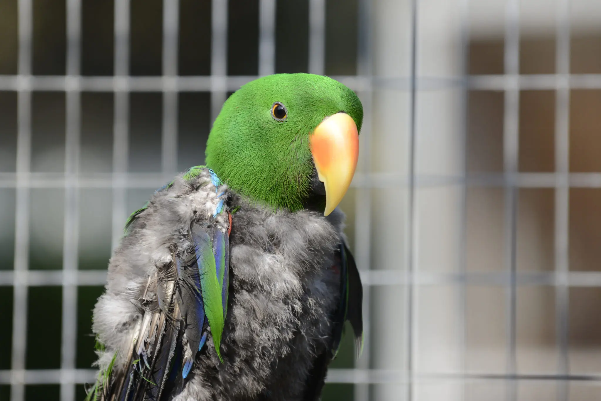 El pájaro de las plumas de cristal: una joya de la naturaleza - Cuándo le salen las plumas a los pájaros el pájaro de las plumas de cristal - Cuándo le salen las plumas a los pájaros