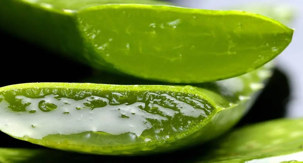pulpa cristal de aloe vera - Cuánto dura la pulpa de aloe vera en la nevera