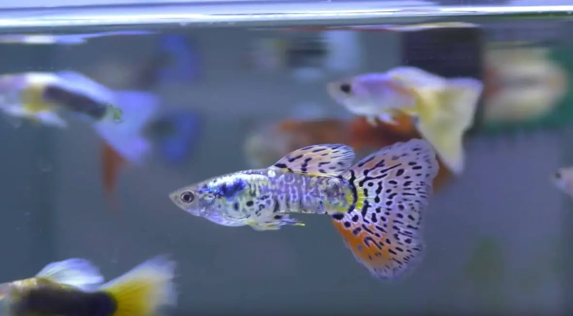 peceras pequeñas de cristal - Cuánto viven los peces pequeños