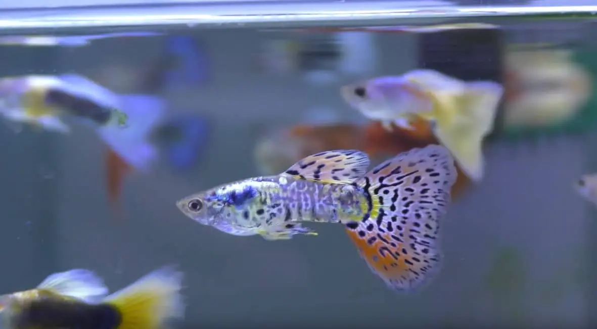 Peceras pequeñas de cristal: todo lo que necesitas saber - Cuánto viven los peces pequeños peceras pequeñas de cristal - Cuánto viven los peces pequeños