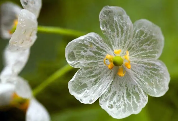 Las flores de cristal: un fenómeno natural sorprendente - Dónde crece la flor de cristal flores de cristal - Dónde crece la flor de cristal
