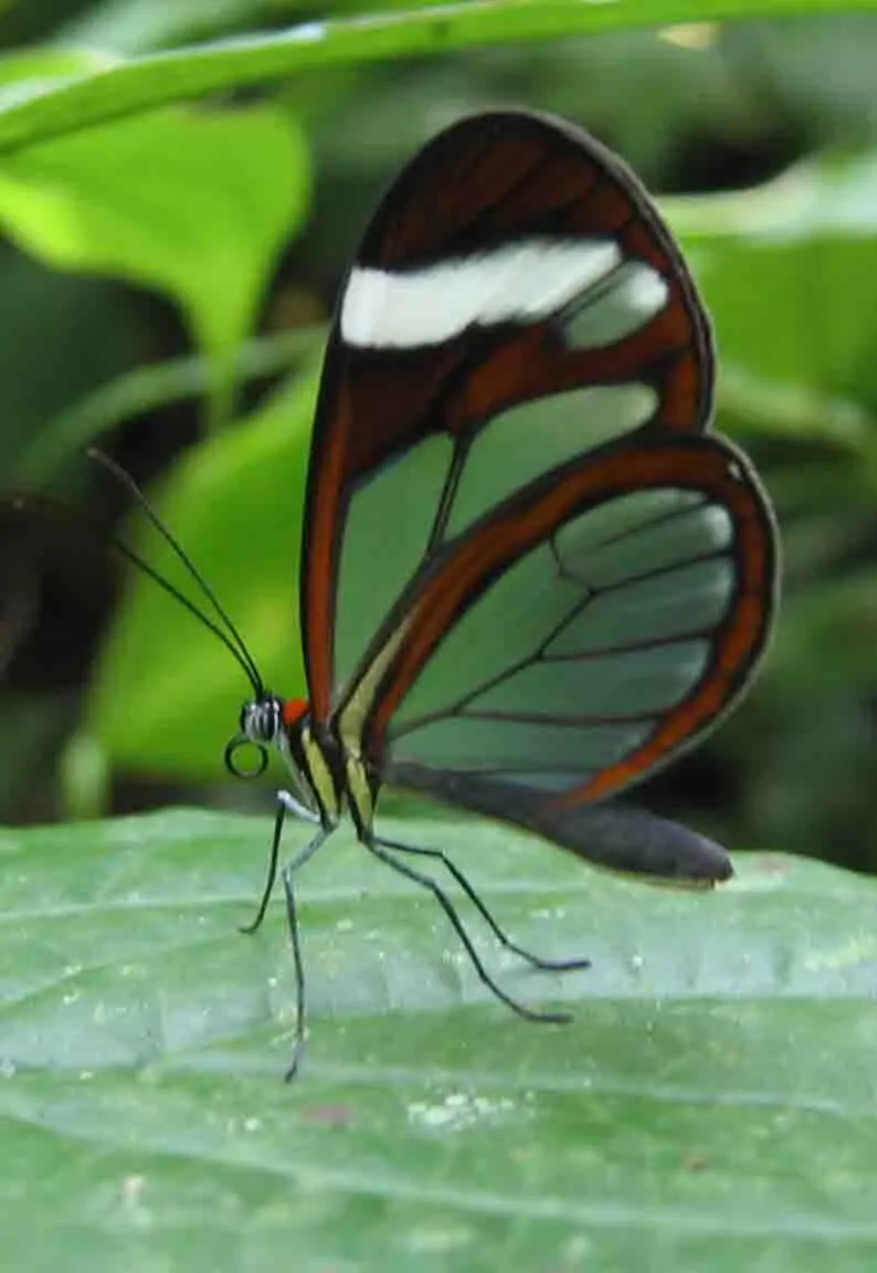 Mariposa de Cristal: Una Belleza Transparente - Dónde habita la mariposa de cristal mariposa de cristal - Dónde habita la mariposa de cristal