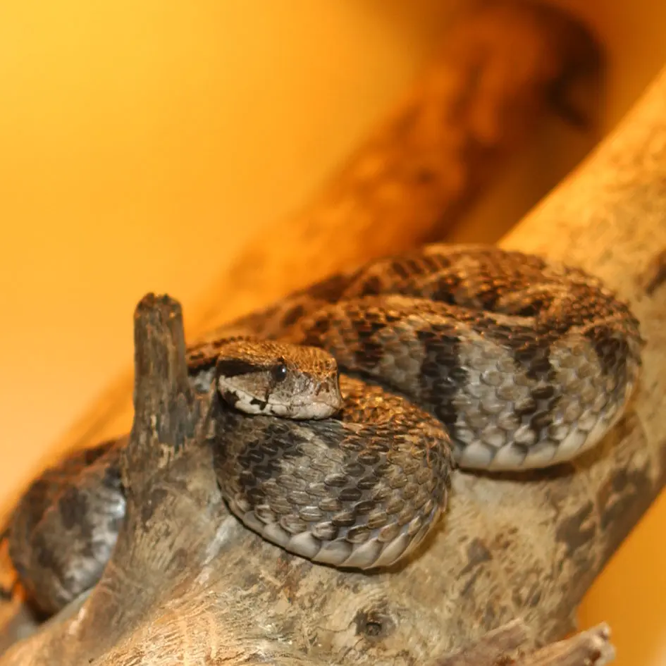 Víbora de Cristal - Un reptil maravilloso