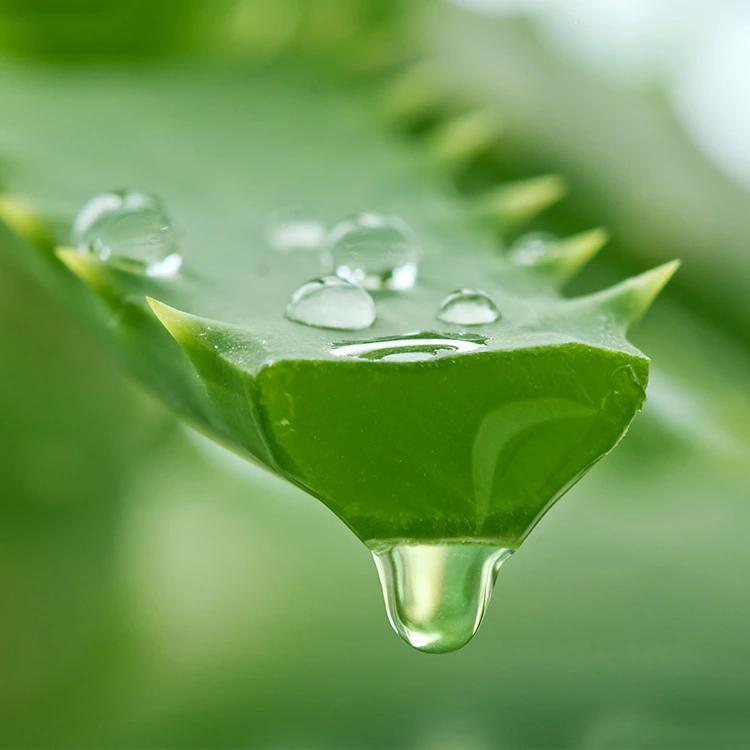 Beneficios del aloe vera para la salud bucal