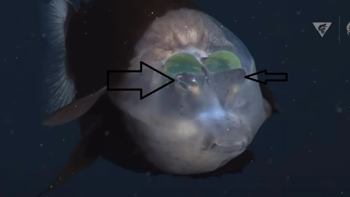 Pez Cabeza de Cristal: El misterioso habitante de las profundidades marinas - Qué comen los peces duendes pez cabeza de cristal - Qué comen los peces duendes