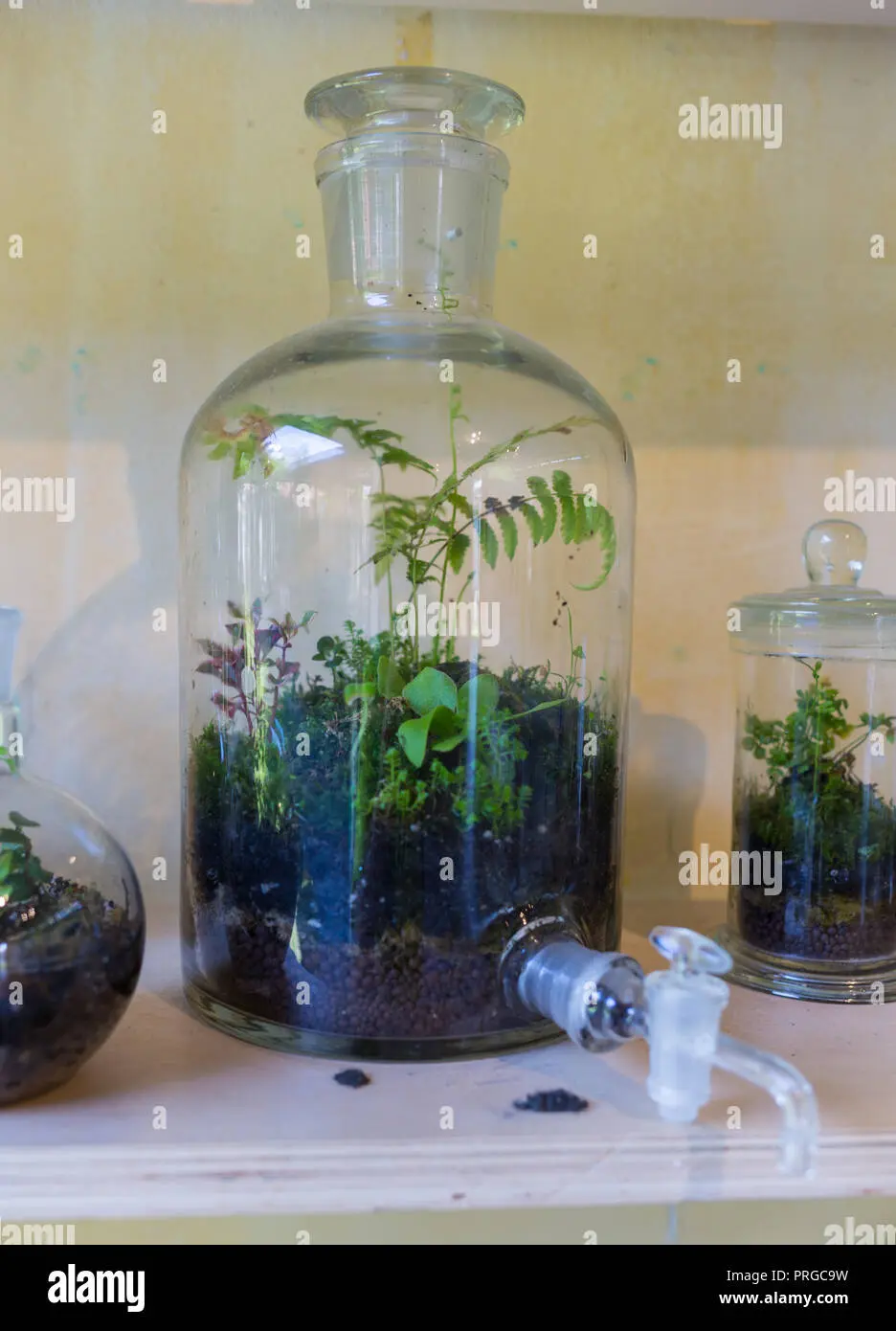 Experimento de la planta en un frasco de vidrio cerrado - Qué experimento se puede hacer con las plantas experimento de la planta en un frasco de vidrio cerrado - Qué experimento se puede hacer con las plantas