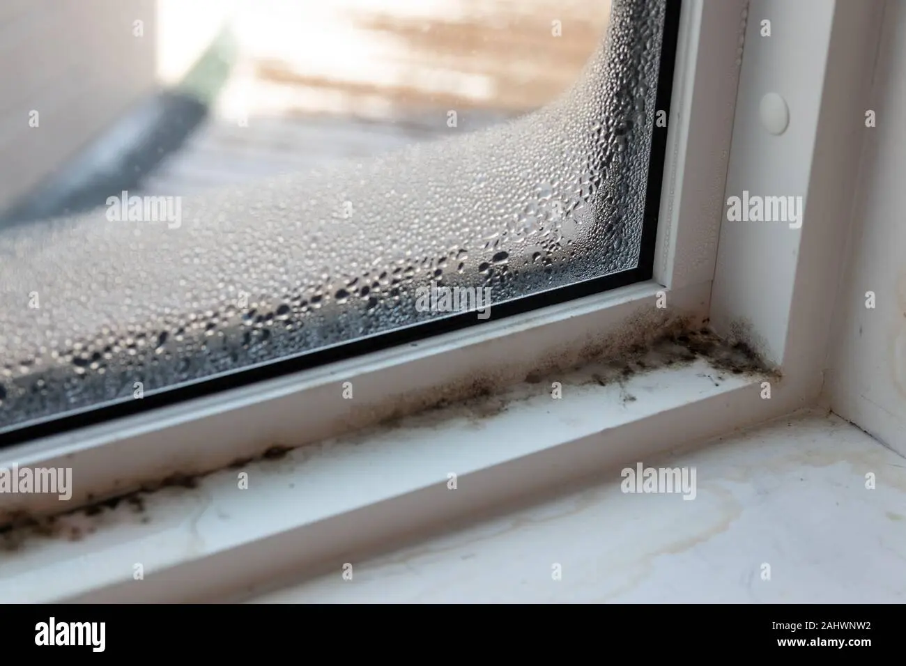 hongos en vidrios - Qué hacer para que no salga moho en las ventanas
