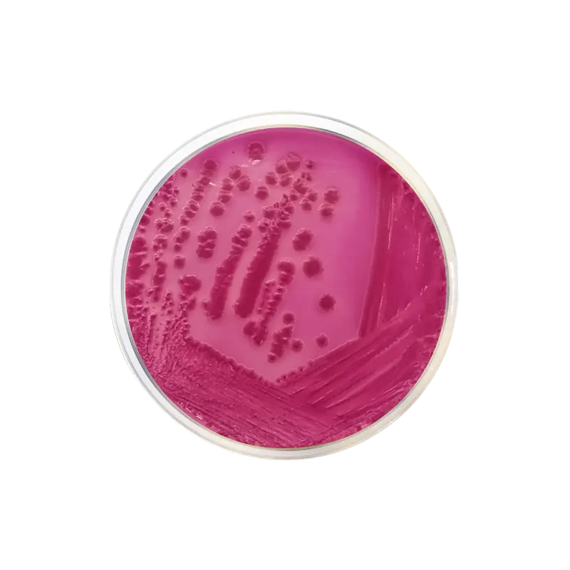 Cristal violeta: herramienta clave para detección de microorganismos