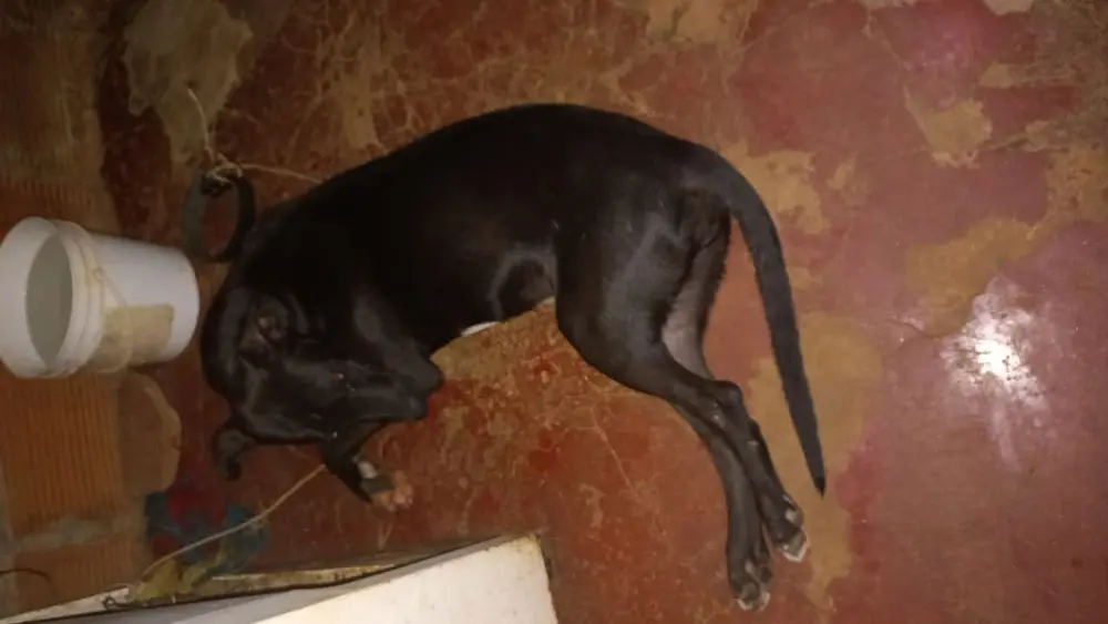 Qué hacer si mi perro se comió un vidrio - Qué pasa si un perro se come un pedazo de tela que hacer si mi perro se comio un vidrio - Qué pasa si un perro se come un pedazo de tela