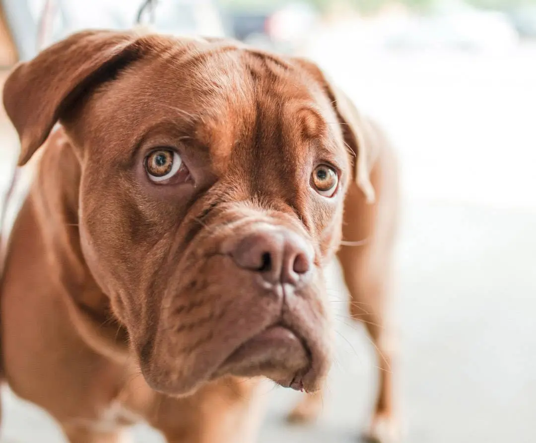 Mi perro se comió un vidrio: ¿Qué hacer? - Qué se le puede dar a un perro para limpiar el estómago mi perro se comio un vidrio - Qué se le puede dar a un perro para limpiar el estómago