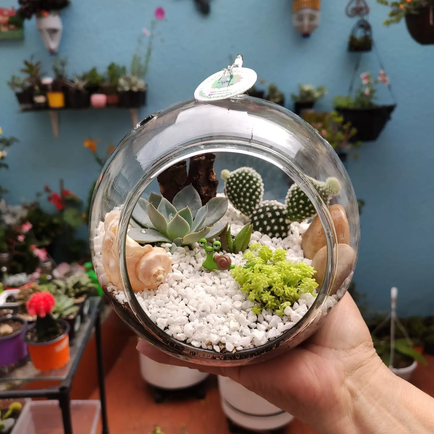 Terrarios de vidrio: Una forma maravilloso de crear tu propio ecosistema - Qué son los terrarios y para qué sirven terrarios de vidrio - Qué son los terrarios y para qué sirven