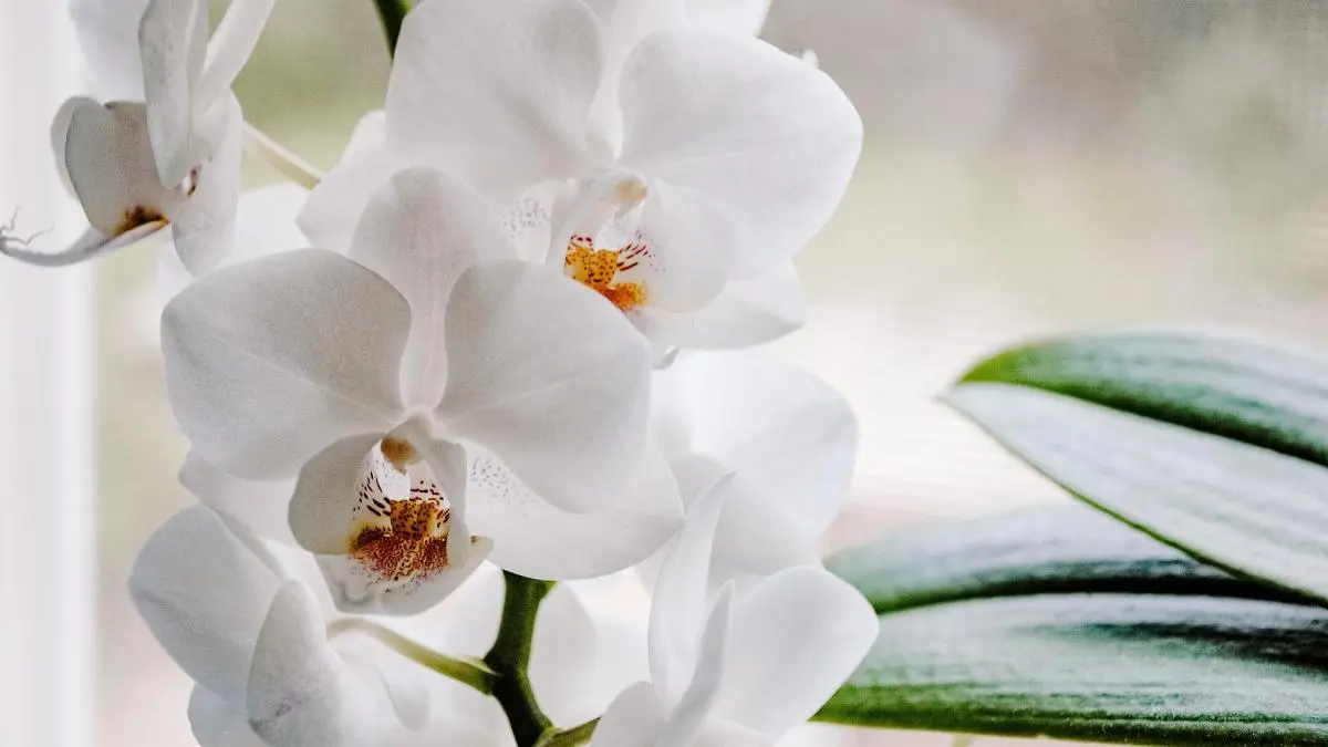 orquideas en cristal precio - Qué tipo de maceta es la mejor para las orquideas