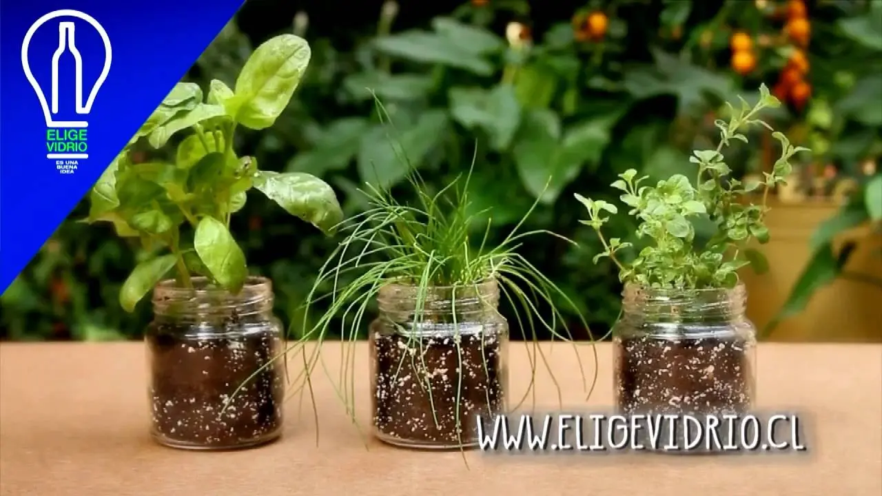 Cómo sembrar plantas en botellas de vidrio - Qué tipo de plantas comestibles se pueden sembrar en un jardín colgante hecho con botellas plásticas de 500 ml como sembrar plantas en botellas de vidrio - Qué tipo de plantas comestibles se pueden sembrar en un jardín colgante hecho con botellas plásticas de 500 ml